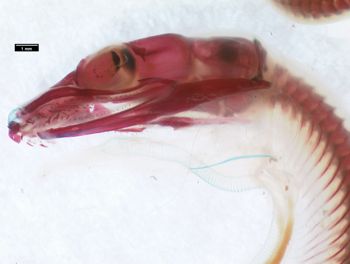 Media type: image;   Herpetology R-166747